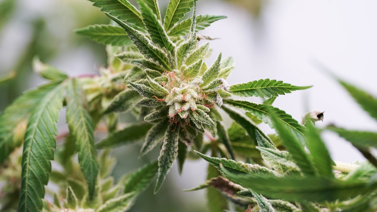 CBD y su rol en el manejo del dolor crónico