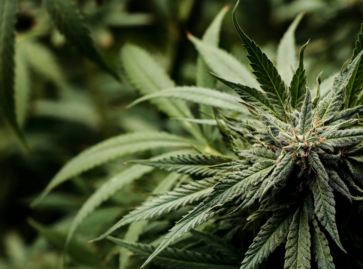 Historias reales: Transformaciones gracias al CBD
