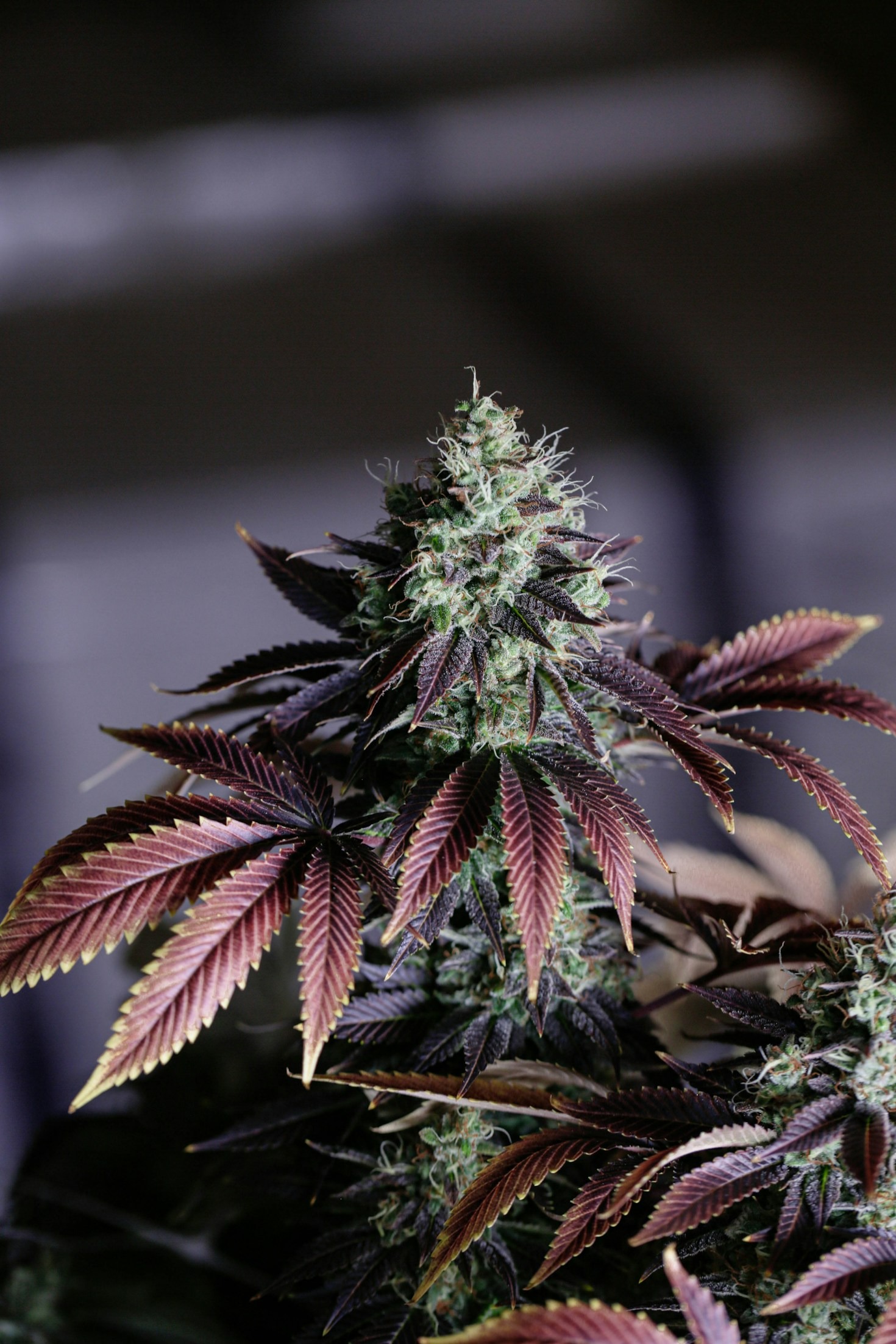 Derribando mitos: Lo que el CBD realmente hace
